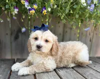 Sammy, a female Shihpoo and Golden Retriever for sale in Indianapolis, IN – 2 of 2