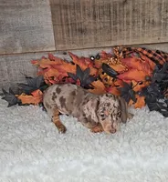 Max, a male Miniature Dachshund for sale in Indianapolis, IN – 6 of 7