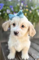 Kelly , a female Shihpoo and Golden Retriever for sale in Indianapolis, IN – 2 of 2