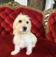 Jack, a male Goldendoodle and Shihpoo for sale in Indianapolis, IN – 1 of 2
