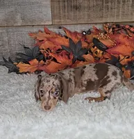 Max, a male Miniature Dachshund for sale in Indianapolis, IN – 4 of 7