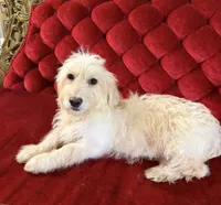 Mary, a female Goldendoodle for sale in Indianapolis, IN – 2 of 2