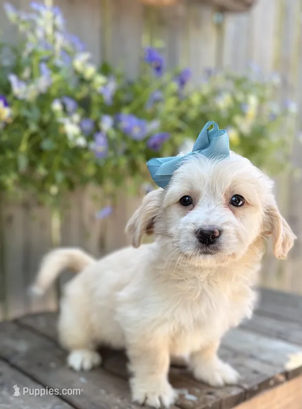 Kelly  – Shihpoo, Golden Retriever puppy for sale in Indianapolis, IN