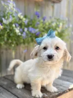 Kelly , a female Shihpoo and Golden Retriever for sale in Indianapolis, IN – 1 of 2