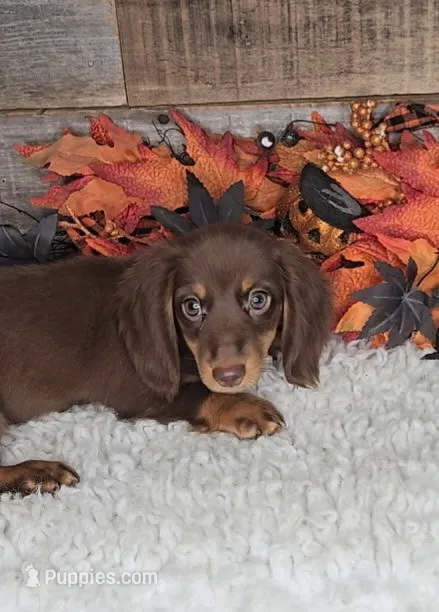 Jack – Miniature Dachshund puppy for sale in Indianapolis, IN
