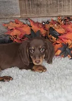 Jack, a male Miniature Dachshund for sale in Indianapolis, IN – 1 of 2
