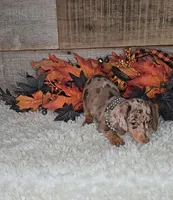 Max, a male Miniature Dachshund for sale in Indianapolis, IN – 7 of 7
