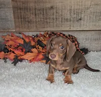 Jackson, a male Miniature Dachshund for sale in Indianapolis, IN – 5 of 5