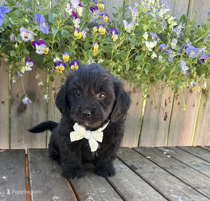Somotion  – Shihpoo, Golden Retriever puppy for sale in Indianapolis, IN