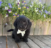 Somotion , a male Shihpoo and Golden Retriever for sale in Indianapolis, IN – 1 of 3
