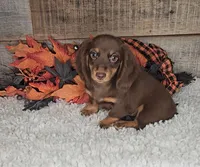 Jack, a male Miniature Dachshund for sale in Indianapolis, IN – 2 of 2