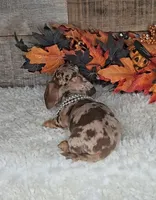 Max, a male Miniature Dachshund for sale in Indianapolis, IN – 3 of 7