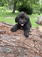 Sam, a male Goldendoodle and Shihpoo for sale in Indianapolis, IN – 1 of 2