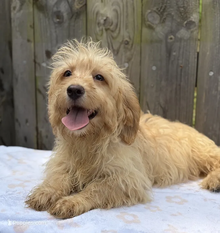 Rocky – Goldendoodle, Shihpoo puppy for sale in Indianapolis, IN