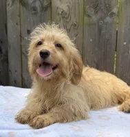 Rocky, a male Goldendoodle and Shihpoo for sale in Indianapolis, IN – 1 of 2