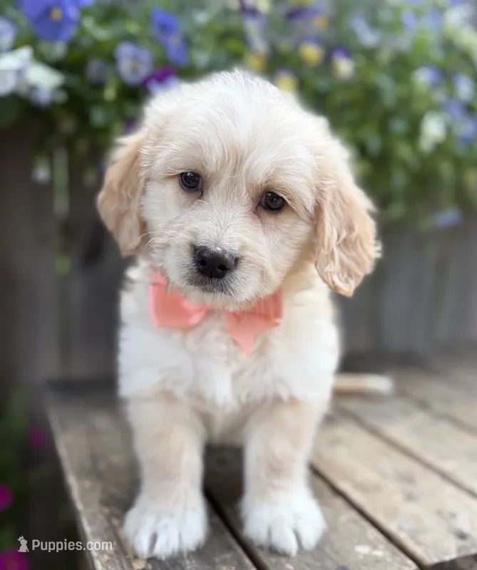 Rocky  – Golden Retriever puppy for sale in Indianapolis, IN