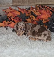 Max, a male Miniature Dachshund for sale in Indianapolis, IN – 5 of 7