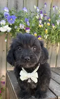 Somotion , a male Shihpoo and Golden Retriever for sale in Indianapolis, IN – 2 of 3