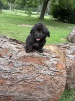 Sam, a male Goldendoodle and Shihpoo for sale in Indianapolis, IN – 2 of 2