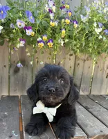 Somotion , a male Shihpoo and Golden Retriever for sale in Indianapolis, IN – 3 of 3