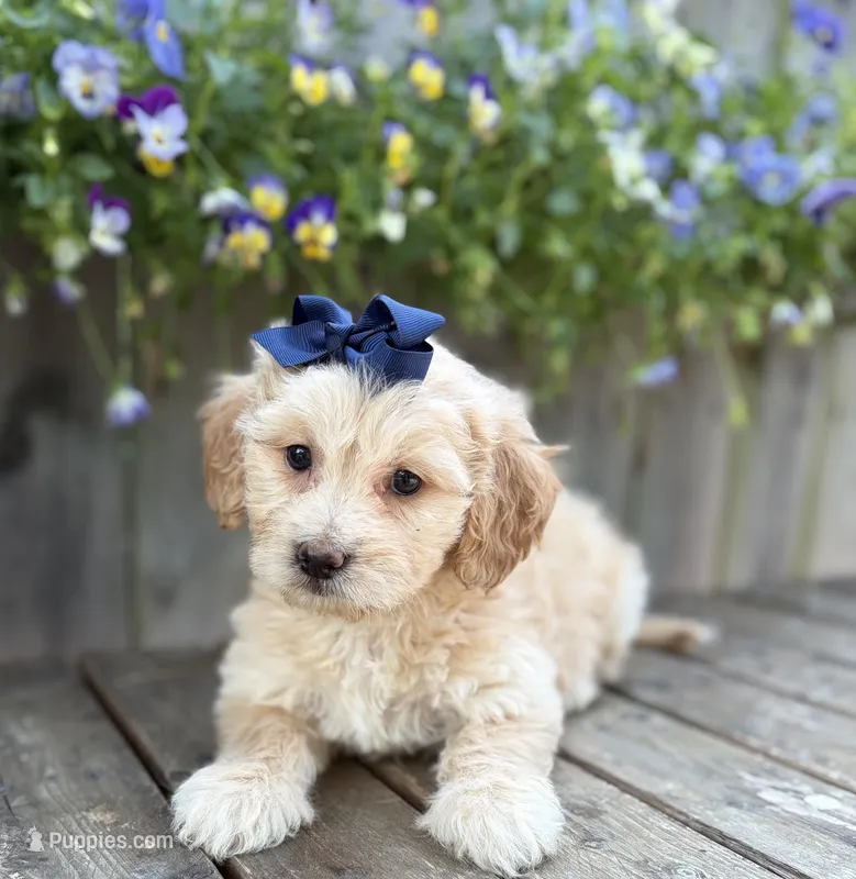 Sammy – Shihpoo, Golden Retriever puppy for sale in Indianapolis, IN