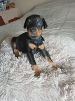 Iris, a female Doberman Pinscher for sale in Von Ormy, TX – Photo 2 of 2