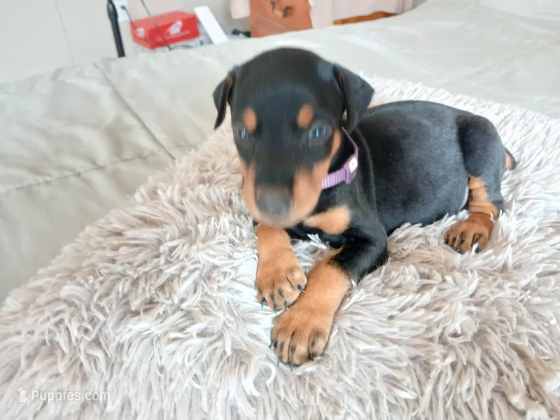 Iris – Doberman Pinscher puppy for sale in Von Ormy, TX