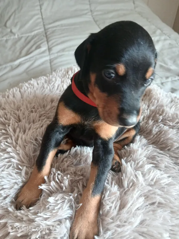 Venus – Doberman Pinscher puppy for sale in Von Ormy, TX