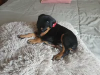 Venus, a female Doberman Pinscher for sale in Von Ormy, TX – Photo 2 of 3