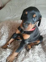 Venus, a female Doberman Pinscher for sale in Von Ormy, TX – Photo 3 of 3