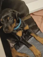 Xena, a female Doberman Pinscher for sale in Von Ormy, TX – Photo 1 of 2