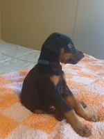 Xena, a female Doberman Pinscher for sale in Von Ormy, TX – Photo 2 of 2