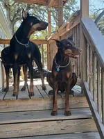 Doberman pinschers , a male Doberman Pinscher for sale in Von Ormy, TX – Photo 5 of 8