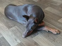 Doberman pinschers , a male Doberman Pinscher for sale in Von Ormy, TX – Photo 7 of 8