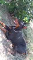Doberman pinschers , a male Doberman Pinscher for sale in Von Ormy, TX – Photo 2 of 8