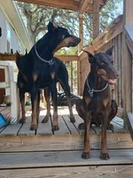 Doberman pinschers , a male Doberman Pinscher for sale in Von Ormy, TX – Photo 6 of 8