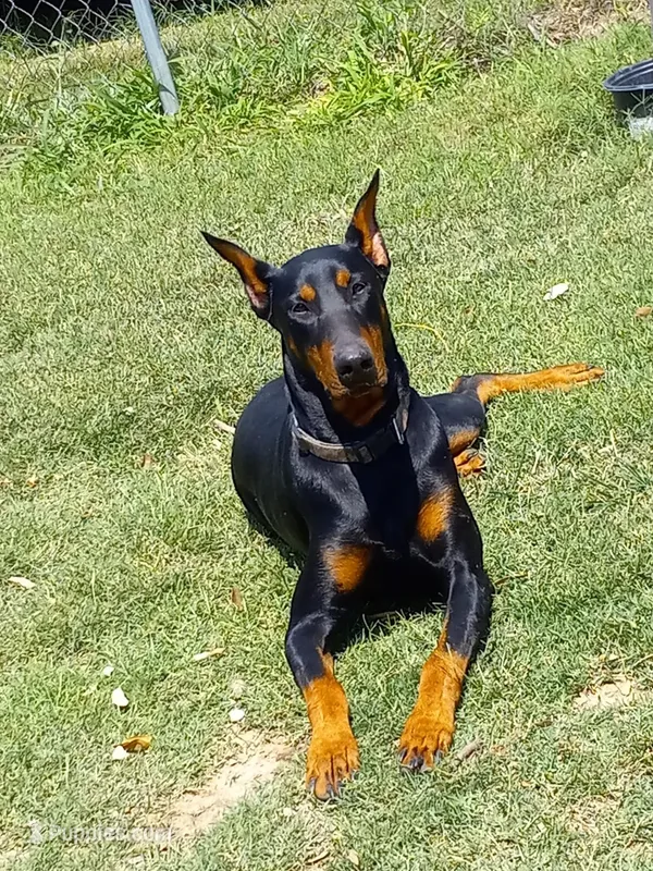 Doberman pinschers  – Doberman Pinscher puppy for sale in Von Ormy, TX