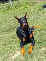 Doberman pinschers , a male Doberman Pinscher for sale in Von Ormy, TX – Photo 1 of 8