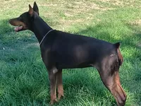 Doberman pinschers , a male Doberman Pinscher for sale in Von Ormy, TX – Photo 4 of 8