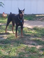 Doberman pinschers , a male Doberman Pinscher for sale in Von Ormy, TX – Photo 8 of 8