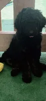 Harley, a female Goldendoodle for sale in Riverside, CA – 2 of 4
