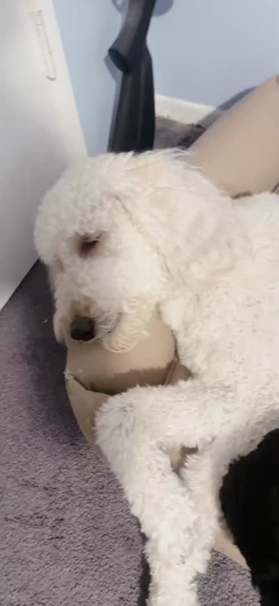 Sky, a female Goldendoodle for sale in Riverside, CA – 4 of 5