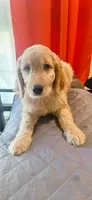 Dixie, a female Goldendoodle for sale in Riverside, CA – 2 of 3