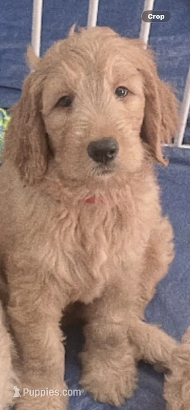 Moose – Goldendoodle puppy for sale in Riverside, CA