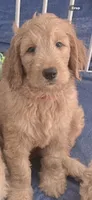 Moose, a male Goldendoodle for sale in Riverside, CA – 1 of 5