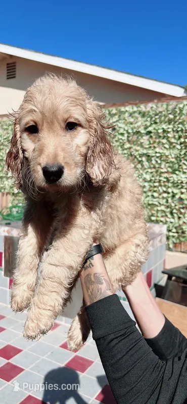 Dixie – Goldendoodle puppy for sale in Riverside, CA