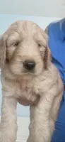 Moose, a male Goldendoodle for sale in Riverside, CA – 2 of 5