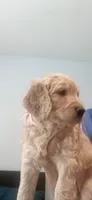 Dixie, a female Goldendoodle for sale in Riverside, CA – 3 of 3