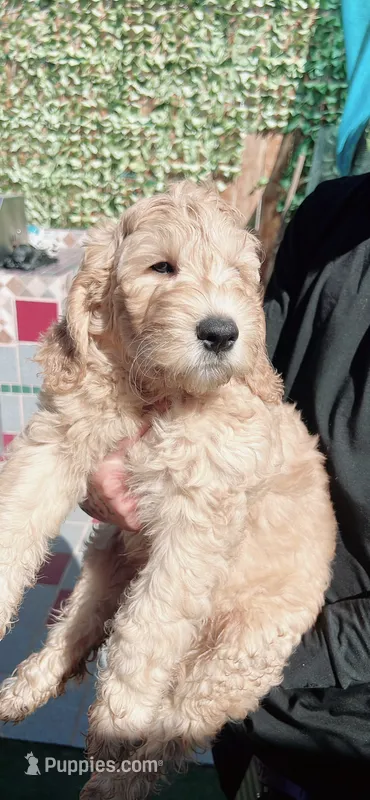Bella – Goldendoodle puppy for sale in Riverside, CA