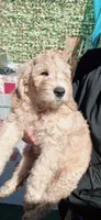 Bella, a female Goldendoodle for sale in Riverside, CA – 1 of 3